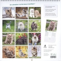 Calendrier chatons  Edition 2022