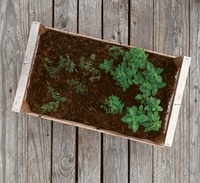 Mon petit jardin à 4 mains. 12 projets pour grandir en observant la nature