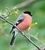 Guilhem Lesaffre - Les chants des oiseaux de mon jardin. 1 CD audio