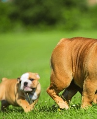 Petit ABC Rustica de l'éducation positive du chiot et du chien