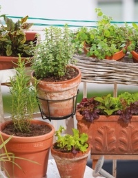 Les plantes médicinales au balcon. Faites pousser vos remèdes du quotidien