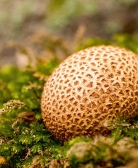 Le petit traité Rustica des champignons