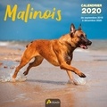  Collectif - Malinois - Calendrier 2020 - de septembre 2019 à décembre 2020.