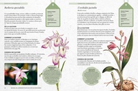 Manuel du jardinier pour cultiver les orchidées