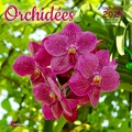  Artémis - Orchidées - Calendrier de septembre 2023 à décembre 2024.