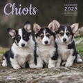  Collectif - Calendrier Chiots 2025.
