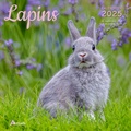  Collectif - Calendrier Lapins 2025.