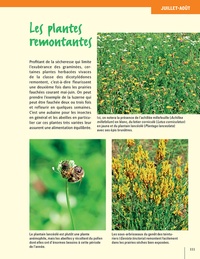 Les plantes mellifères mois par mois. Connaître les 100 plantes les plus intéressantes pour les abeilles de janvier à décembre