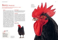 Guide des races de poules. 130 races françaises & étrangères
