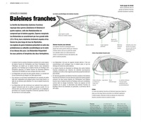 Baleines et dauphins. Histoire naturelle et guide des espèces