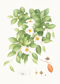 Flora japonica