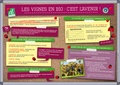 François Mathey - Les vignes en bio : c'est l'avenir !.