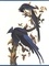 Jean-Jacques Audubon et Roger Tory Peterson - Le grand livre des Oiseaux d'Audubon - Accompagné d'un portfolio de 5 représentations de gravures.