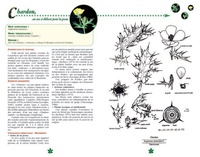 Les plantes médicinales réunionnaises d'aujourd'hui