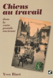 Yves Bizet - Chiens Au Travail Dans La Carte Postale Ancienne.