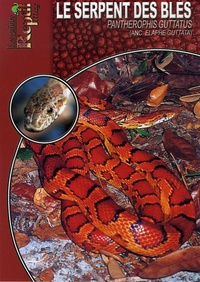 Kriton Kunz - Le serpent des blés - Pantherophis guttatus (elaphe guttata).