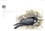 Laurent Willenegger et Fleur Daugey - Bird attitude - Le comportement des oiseaux en 7 nouvelles illustrées d'aquarelles, de poèmes et de calligraphies.