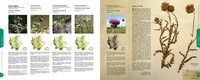 Plantes sauvages de la Loire et du Rhône. Atlas de la flore vasculaire