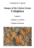 Felix Schumm et André Aptroot - Images of the Lichen Genus Caloplaca, Vol 2 - Caloplaca crenularia, Caloplaca holocarpa.