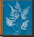 Peter Walther - Anna Atkins - Cyanotypes.