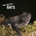  Ivan Esenko et  David Withrington - How they live... Bats - Learn All There Is to Know About These Animals!.