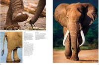 Les éléphants. Puissants et délicats