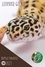 Reptile Fanatics - Leopard Gecko Care Guide.