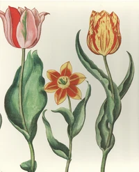 The Garden at Eichstätt