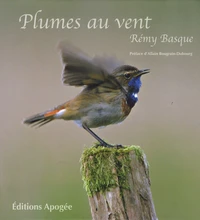 Plumes au vent