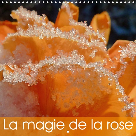 CALVENDO Nature  La magie de la rose (Calendrier mural 2020 300 × 300 mm Square). De magnifiques roses lumineuses, de variétés et de couleurs différentes. (Calendrier mensuel, 14 Pages )