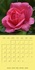 CALVENDO Nature  La magie de la rose (Calendrier mural 2020 300 × 300 mm Square). De magnifiques roses lumineuses, de variétés et de couleurs différentes. (Calendrier mensuel, 14 Pages )