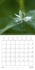 CALVENDO Nature  Merveilleuse Nigelle (Calendrier mural 2020 300 × 300 mm Square). Une merveilleuse petite fleur, la Nigelle de Damas (Calendrier mensuel, 14 Pages )