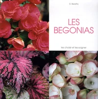 Les bégonias