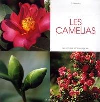 Les camélias