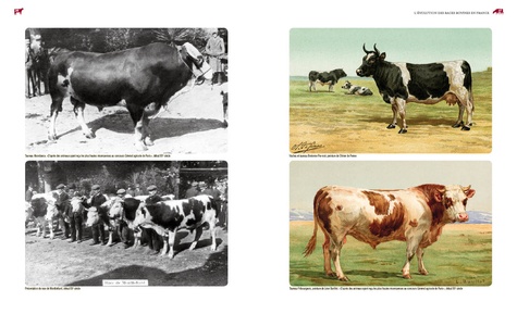 Races bovines. Histoire, aptitudes, situation actuelle