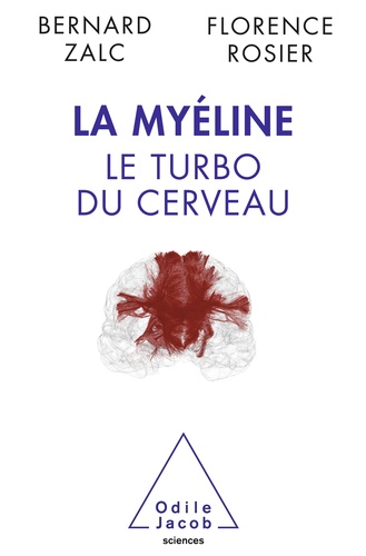 La myéline, le turbo du cerveau