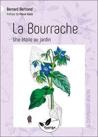 La bourrache, une étoile au jardin !
