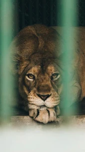 Caged Lions: Breaking the Cycle of Crime and Redemption