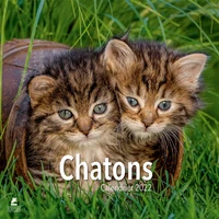 Calendrier chatons