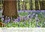 CALVENDO Nature  Le printemps du bois de Halle (Calendrier mural 2020 DIN A3 horizontal). Hallerbos, la forêt féerique (Calendrier mensuel, 14 Pages )
