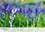 CALVENDO Nature  Le printemps du bois de Halle (Calendrier mural 2020 DIN A3 horizontal). Hallerbos, la forêt féerique (Calendrier mensuel, 14 Pages )