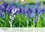 CALVENDO Nature  Le printemps du bois de Halle (Calendrier mural 2020 DIN A4 horizontal). Hallerbos, la forêt féerique (Calendrier mensuel, 14 Pages )