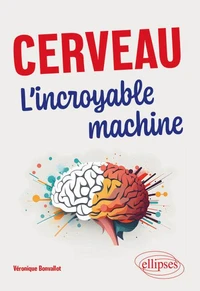Cerveau