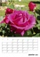 CALVENDO Nature  Roses au jardin (Calendrier mural 2020 DIN A3 vertical). Promenade sous les rosiers au soleil du midi (Organiseur, 14 Pages )