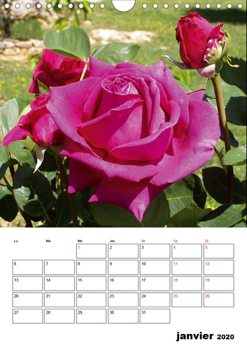 CALVENDO Nature  Roses au jardin (Calendrier mural 2020 DIN A4 vertical). Promenade sous les rosiers au soleil du midi (Organiseur, 14 Pages )