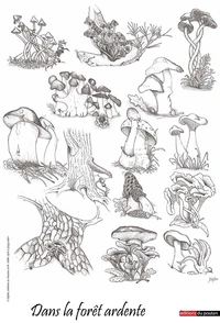 Dans la forêt ardente