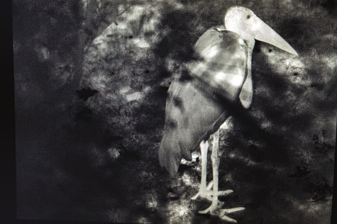 La nuit fauve - Bruno Vialaneix