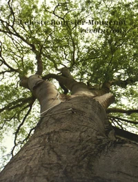 Céleste Boursier-Mougenot : rêvolutions