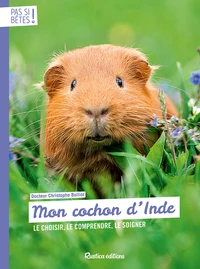 Mon cochon d'Inde