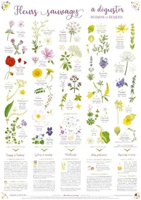 Fleurs sauvages à déguster
